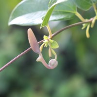 Aristolochia